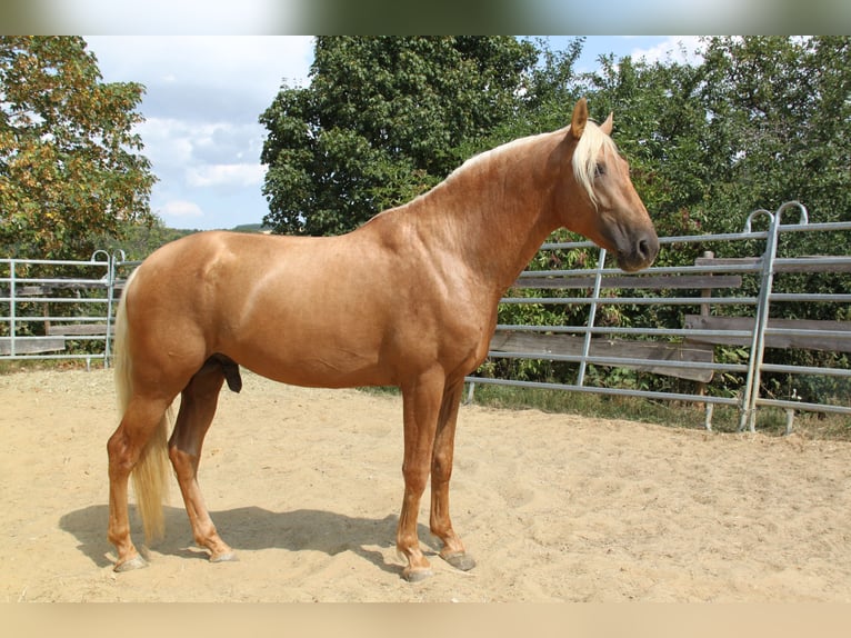 PRE Stallion Foal (06/2026) 16 hh Palomino in Kirn