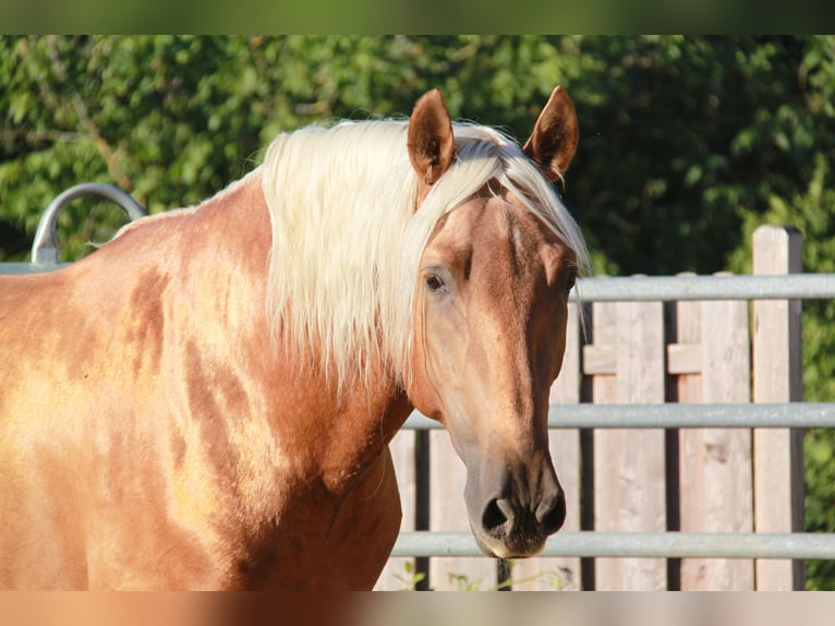 PRE Stallion Foal (06/2026) 16 hh Palomino in Kirn