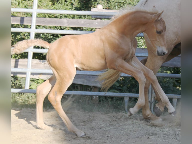 PRE Stallion Foal (06/2026) 16 hh Palomino in Kirn