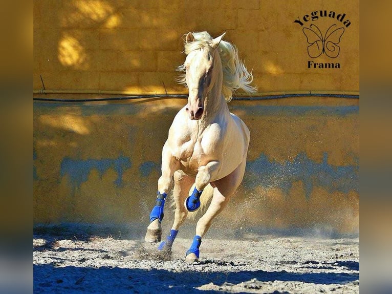 PRE Stallion Foal (01/2024) 16 hh Palomino in Valencia