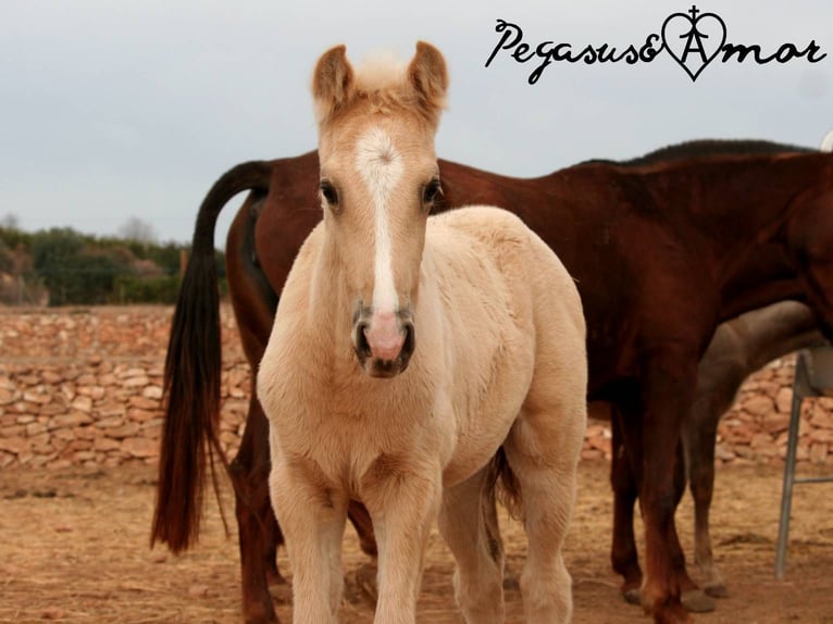 PRE Stallion Foal (01/2024) 16 hh Palomino in Valencia