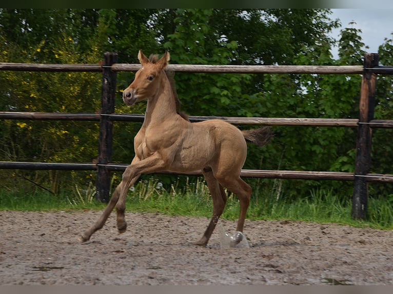 PRE Stallion Foal (04/2026) 16 hh Pearl in Dochamps