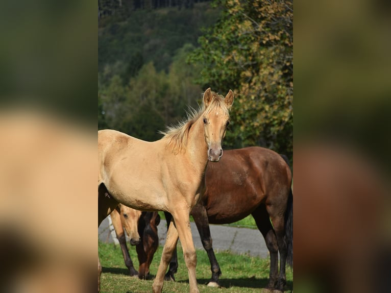 PRE Stallion Foal (04/2026) 16 hh Pearl in Dochamps