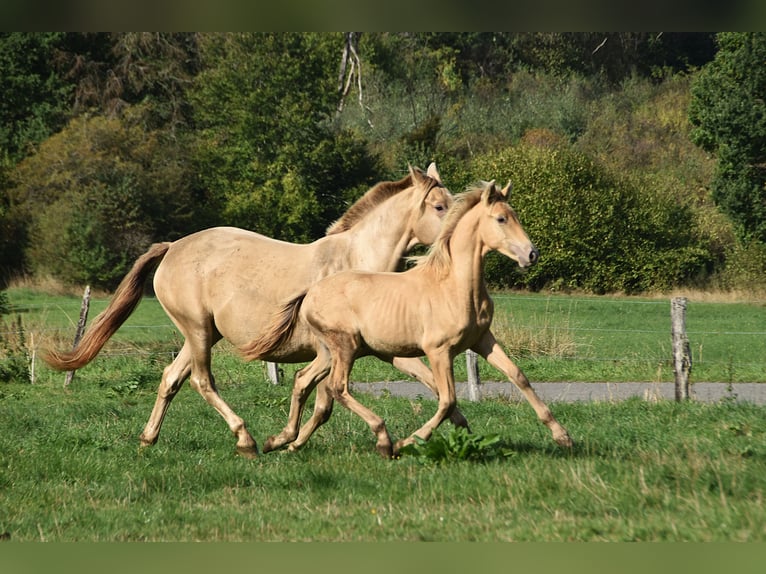 PRE Stallion Foal (04/2026) 16 hh Pearl in Dochamps