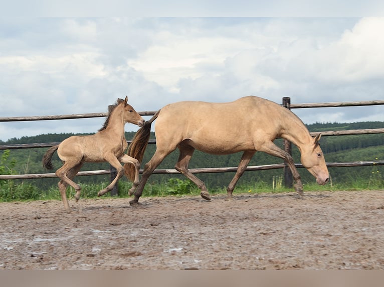 PRE Stallion Foal (04/2026) 16 hh Pearl in Dochamps