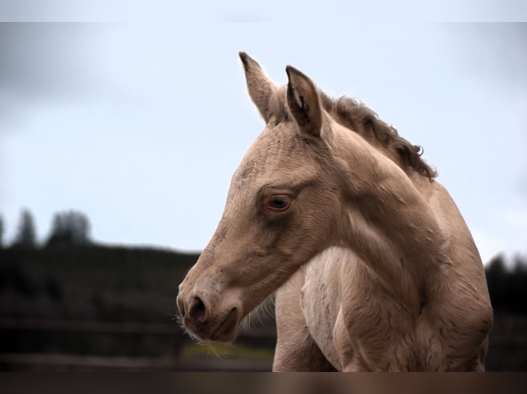 PRE Stallion Foal (02/2024) 16 hh Pearl in Dochamps