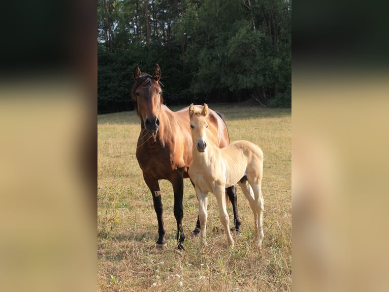 PRE Stallion Foal (06/2026) 16 hh Pearl in Gößweinstein