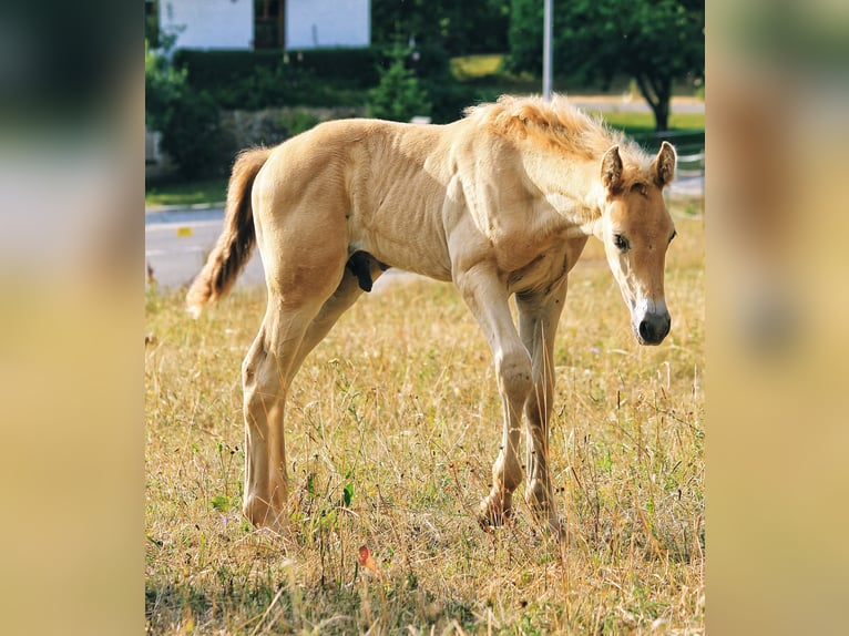 PRE Stallion Foal (06/2026) 16 hh Pearl in Gößweinstein