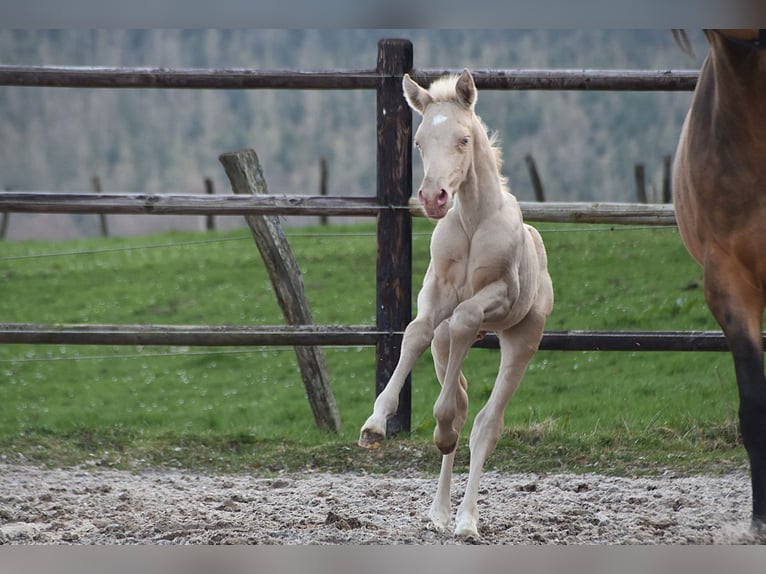 PRE Stallion Foal (03/2026) 16 hh Perlino in Dochamps