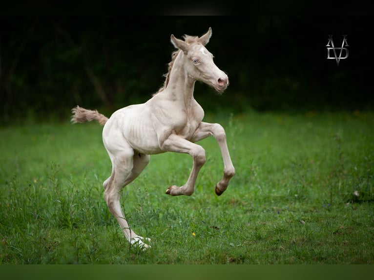 PRE Stallion Foal (01/2026) 16 hh Perlino in La vespière