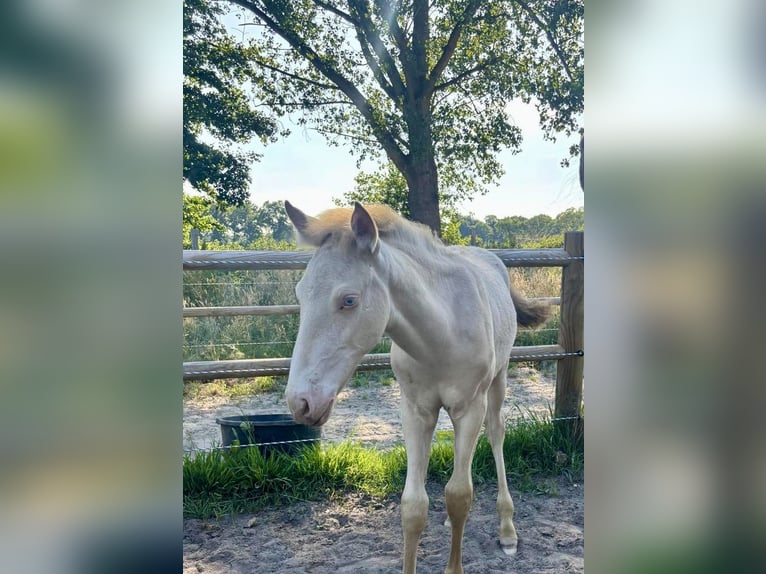 PRE Mix Stallion  16 hh Perlino in Hoogeloon
