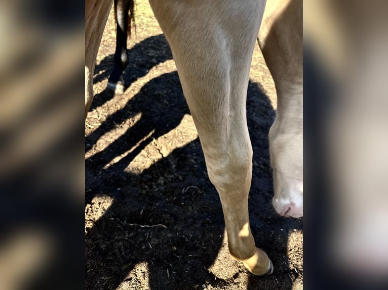 PRE Mix Stallion  16 hh Perlino in Hoogeloon