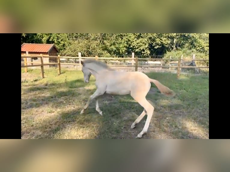 PRE Mix Stallion  16 hh Perlino in Hoogeloon