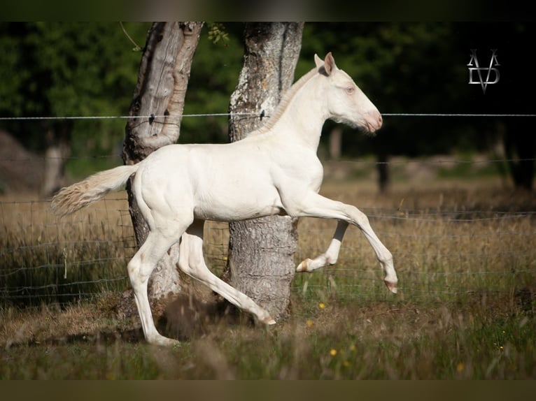 PRE Mix Stallion  16 hh Perlino in La Vespi&#xE8;re-Friardel