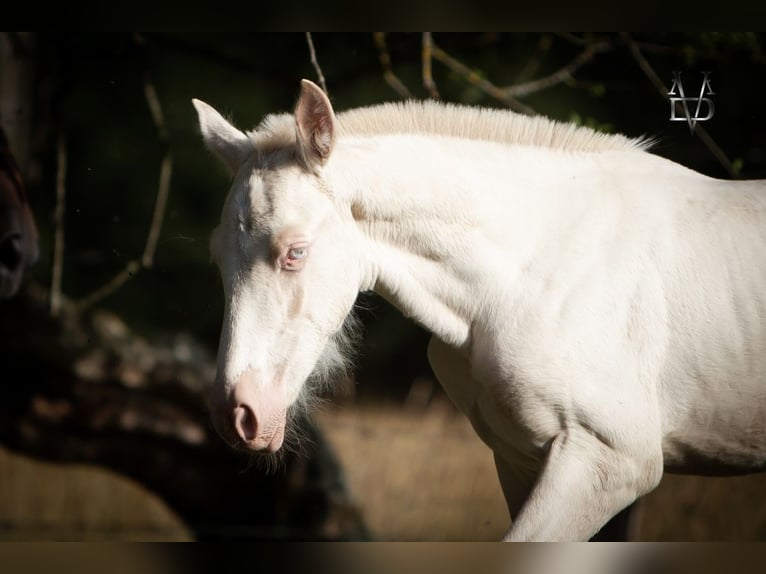 PRE Mix Stallion  16 hh Perlino in La Vespi&#xE8;re-Friardel