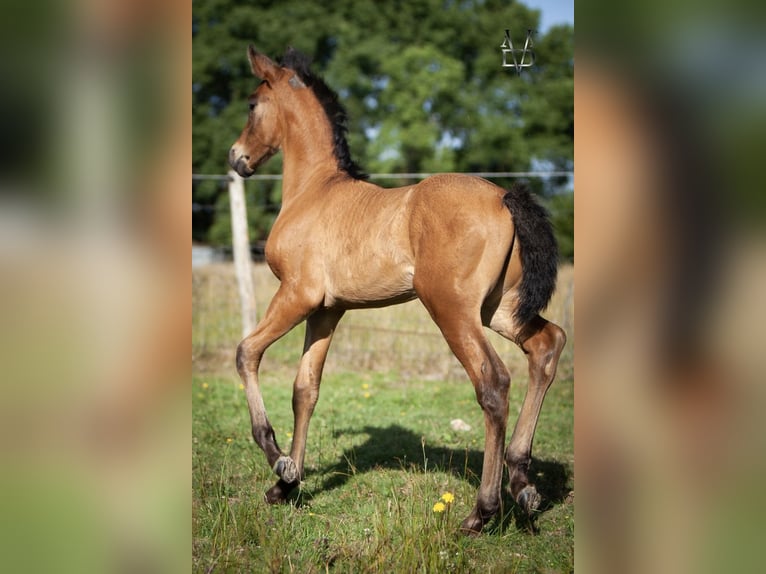PRE Stallion  16 hh Smoky-Black in La Vespi&#xE8;re-Friardel