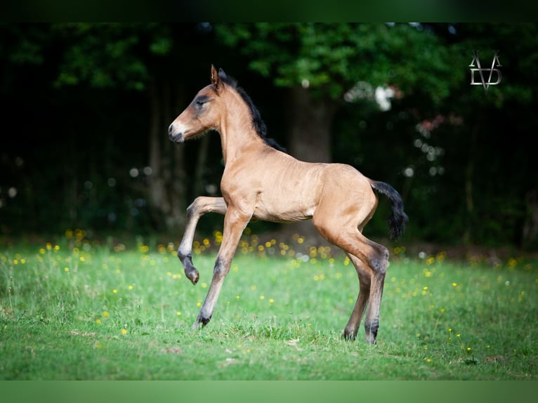 PRE Stallion  16 hh Smoky-Black in La Vespi&#xE8;re-Friardel