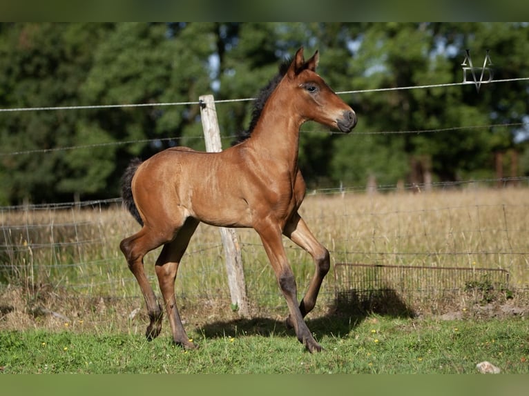 PRE Stallion  16 hh Smoky-Black in La Vespi&#xE8;re-Friardel