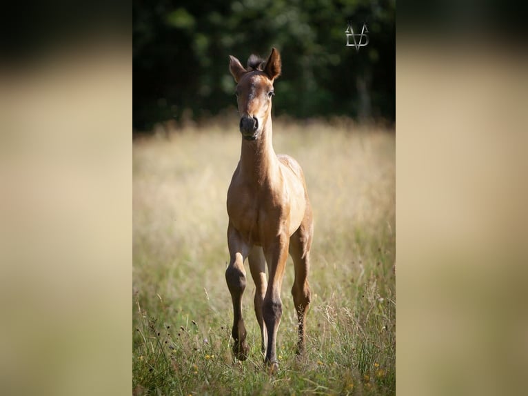 PRE Stallion  16 hh Smoky-Black in La Vespi&#xE8;re-Friardel