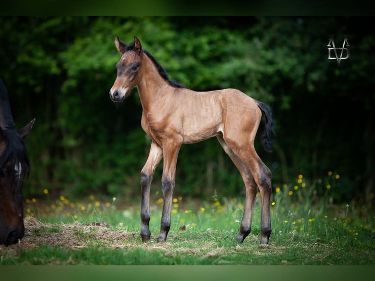 PRE Stallion  16 hh Smoky-Black in La Vespi&#xE8;re-Friardel