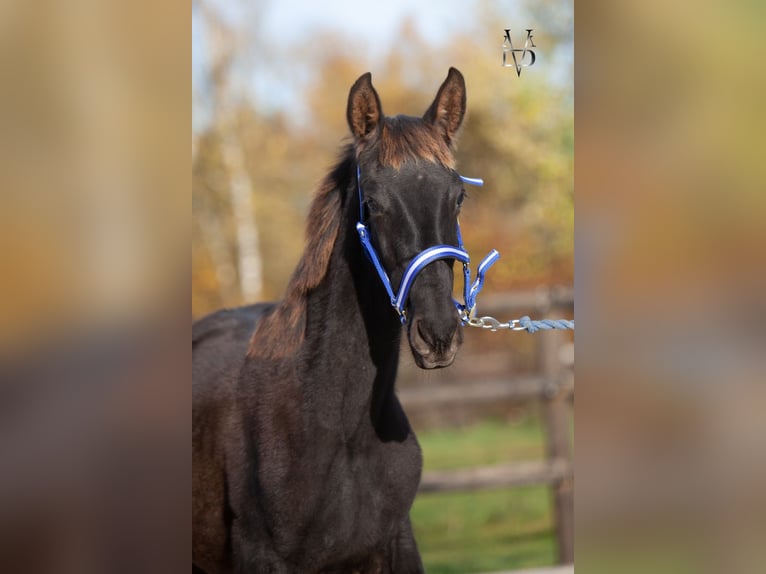 PRE Stallion Foal (03/2025) 16,1 hh Black in La Vespière-Friardel PRE Stallion Foal (03/2025) 16,1 hh Black in La Vespière-Friardel