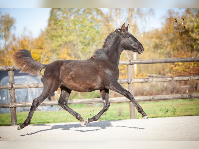 PRE Stallion Foal (03/2025) 16,1 hh Black in La Vespière-Friardel PRE Stallion Foal (03/2025) 16,1 hh Black in La Vespière-Friardel