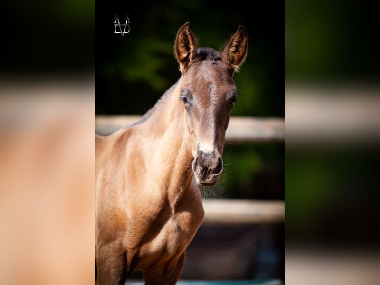 PRE Stallion  16,1 hh Black in La Vespi&#xE8;re-Friardel