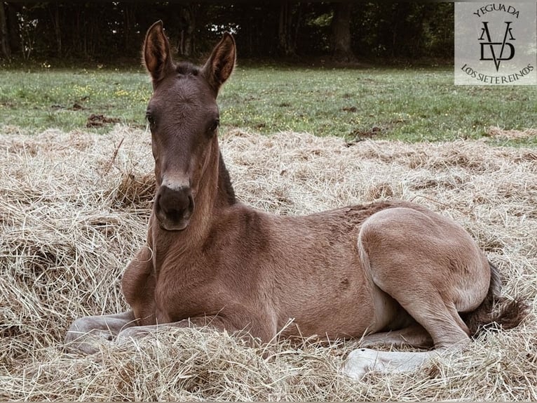 PRE Stallion  16,1 hh Black in La Vespi&#xE8;re-Friardel