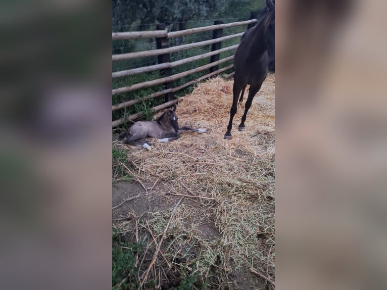 PRE Mix Stallion Foal (04/2025) 16,1 hh Buckskin in Malaga