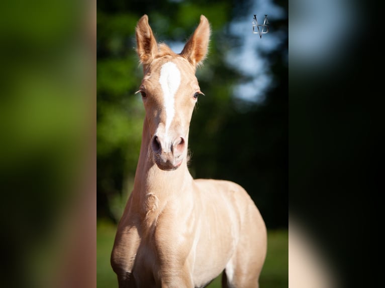 PRE Mix Stallion Foal (05/2025) 16,1 hh Champagne in La Vespi&#xE8;re-Friardel