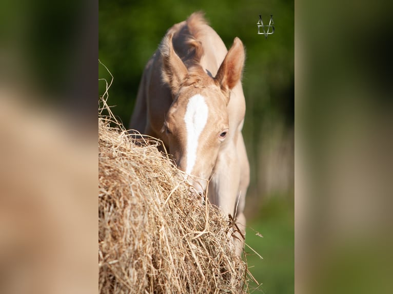 PRE Mix Stallion Foal (05/2025) 16,1 hh Champagne in La Vespi&#xE8;re-Friardel