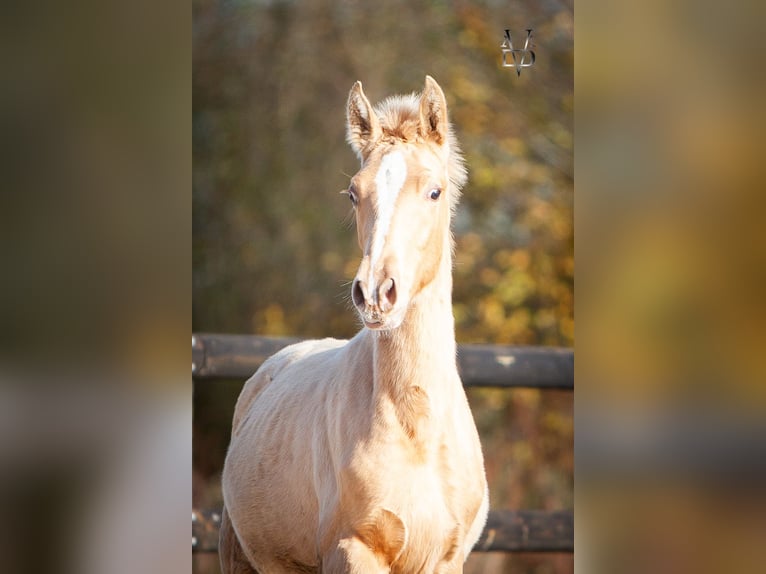 PRE Mix Stallion Foal (05/2025) 16,1 hh Champagne in La Vespière-Friardel