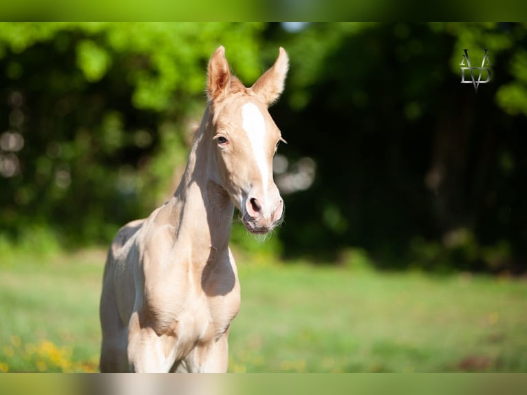 PRE Mix Stallion Foal (05/2025) 16,1 hh Champagne in La Vespi&#xE8;re-Friardel