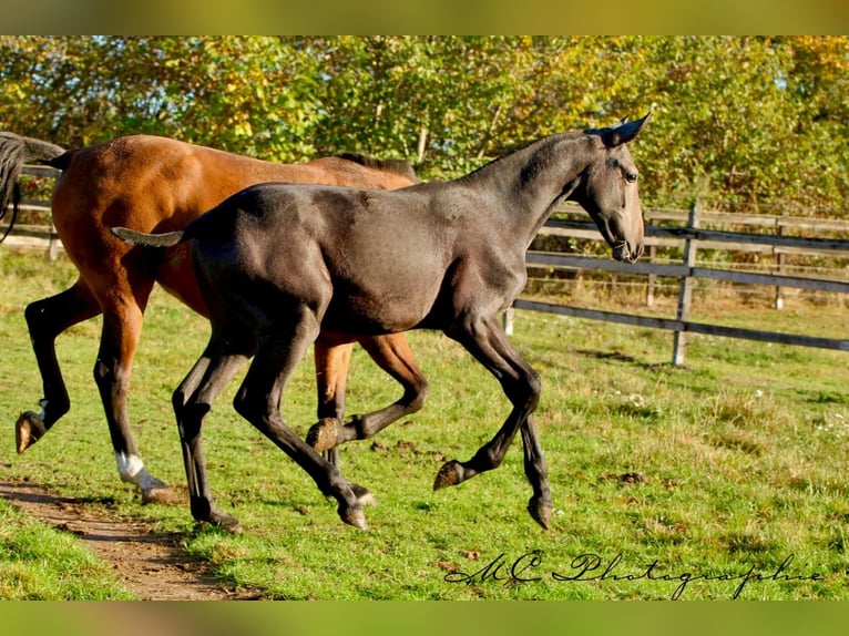 PRE Stallion Foal (03/2025) 16,1 hh Grey-Dark-Tan in Polenz