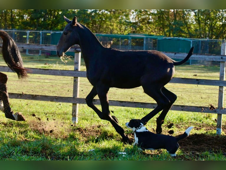 PRE Stallion Foal (03/2025) 16,1 hh Grey-Dark-Tan in Polenz