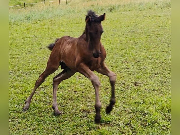 PRE Stallion  16,2 hh Bay-Dark in Winkel