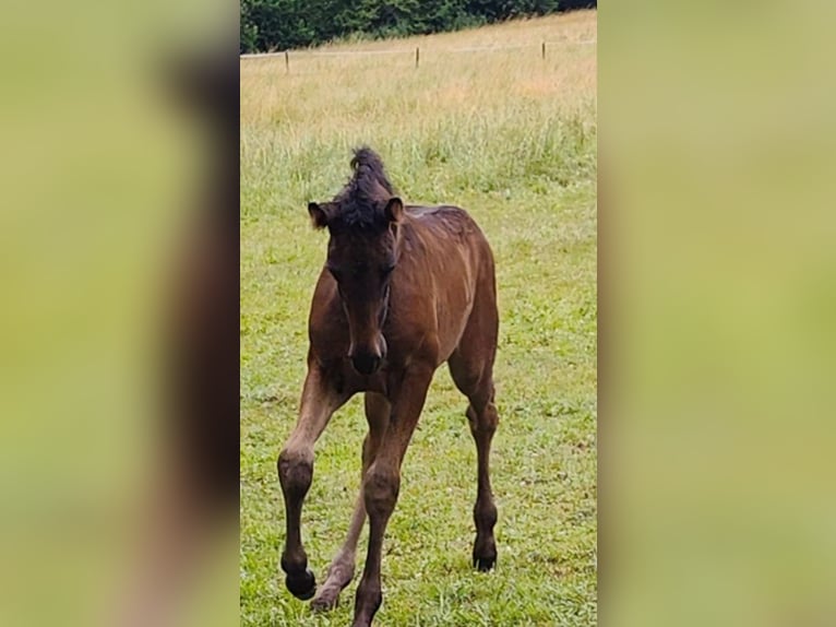 PRE Stallion  16,2 hh Bay-Dark in Winkel