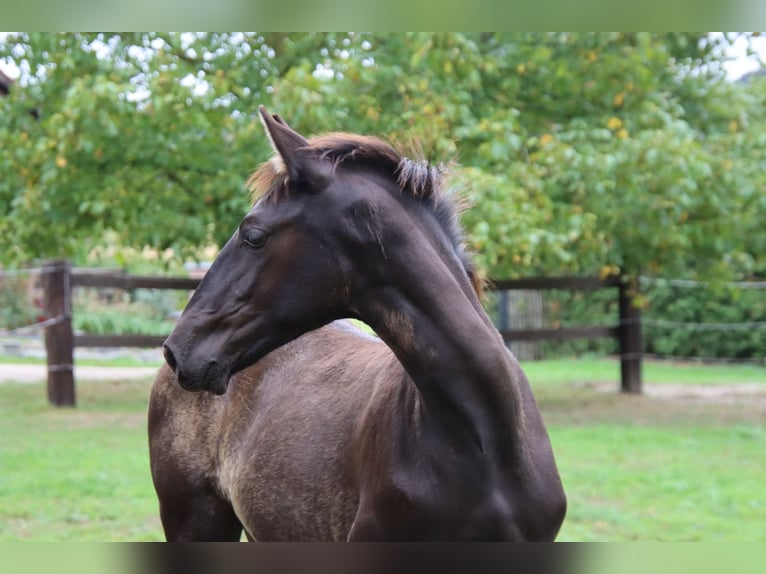 PRE Stallion Foal (05/2025) 16,2 hh Black in Pellenberg