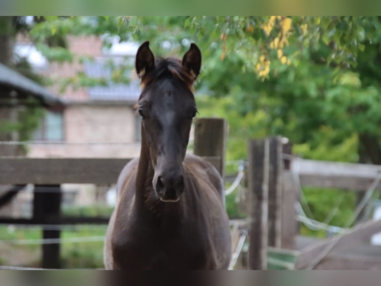 PRE Stallion Foal (05/2025) 16,2 hh Black in Pellenberg