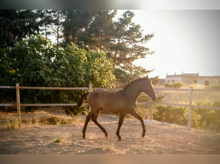 PRE Stallion Foal (03/2025) 16,2 hh Grey-Red-Tan in Albu&#xF1;elas