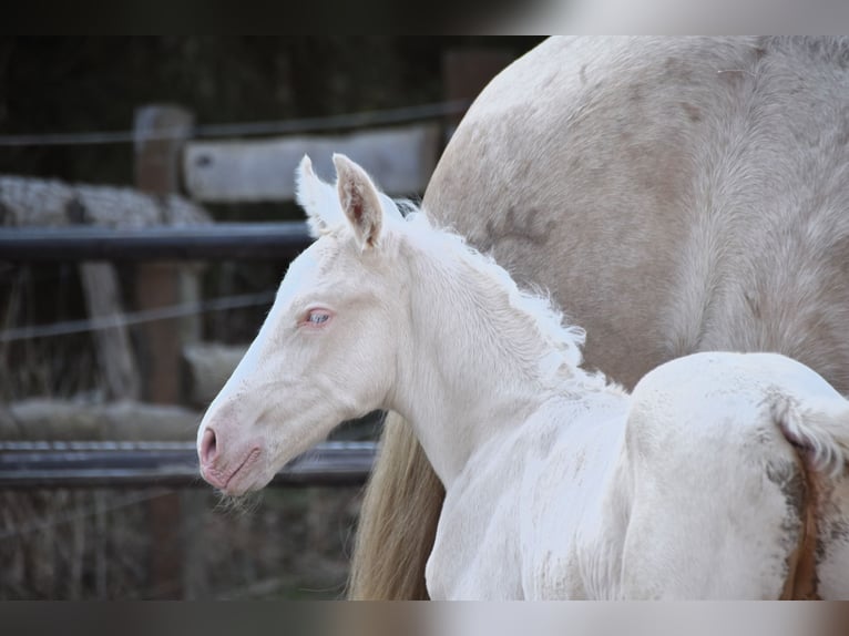 PRE Stallion  in Manhay