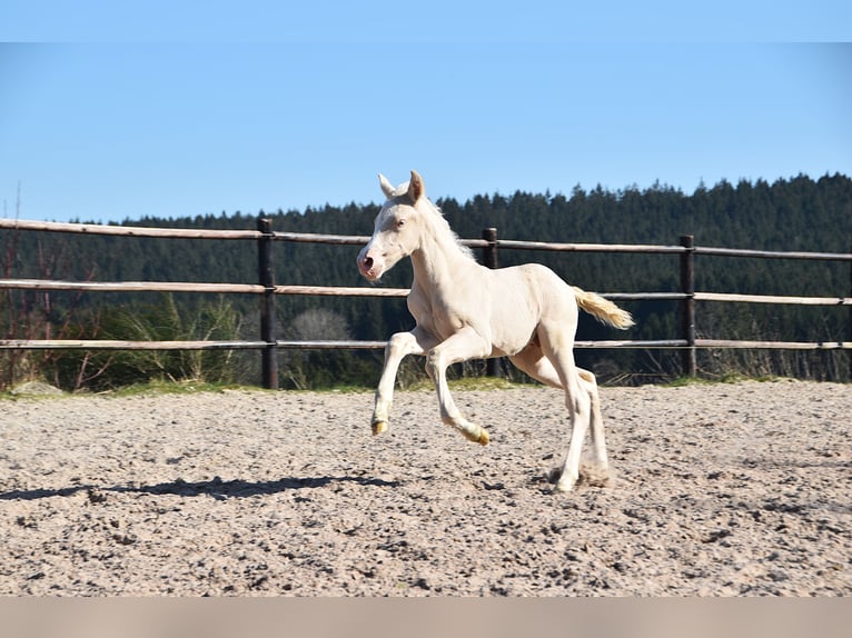 PRE Stallion  in Manhay