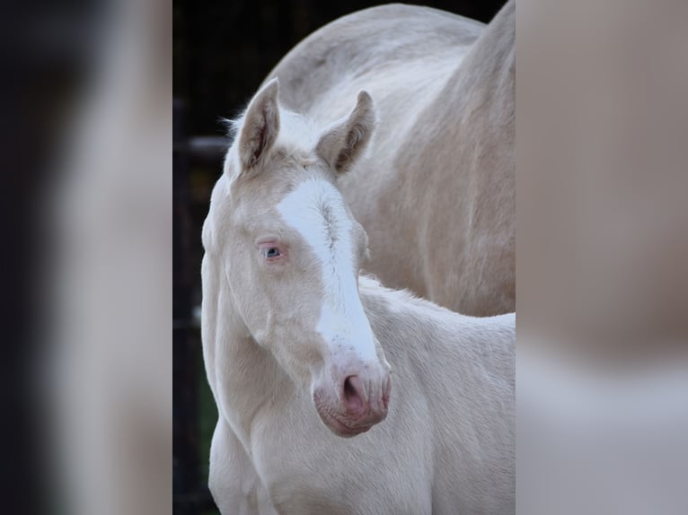 PRE Stallion  in Manhay