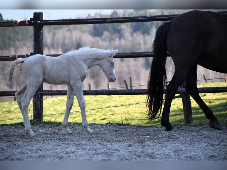PRE Stallion  in Manhay