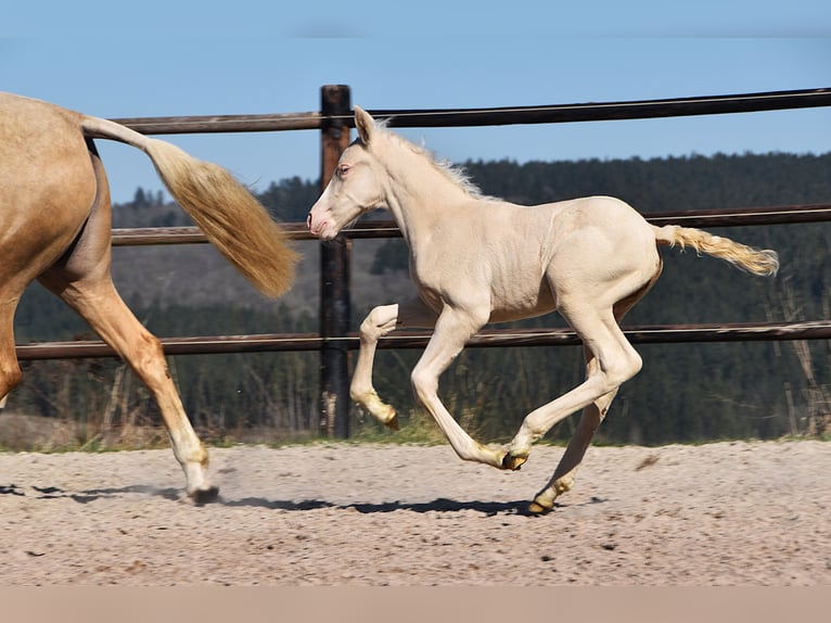 PRE Stallion  in Manhay