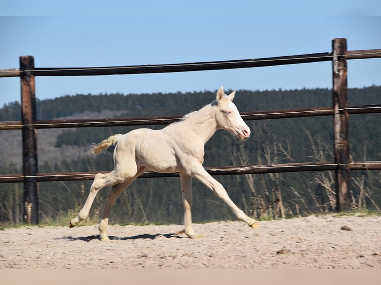 PRE Stallion  in Manhay