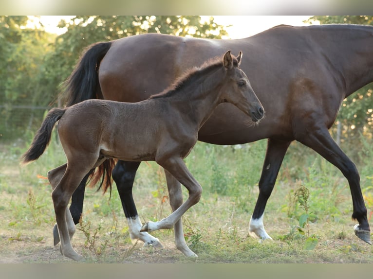 PRE Stallion Foal (06/2026) Bay-Dark in Aartrijke