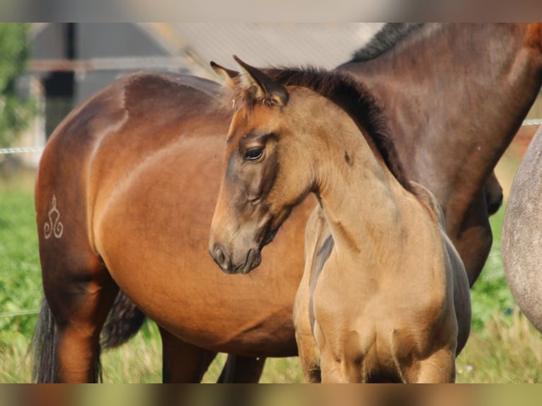 PRE Stallion Foal (05/2025) Bay-Dark in Alveringem