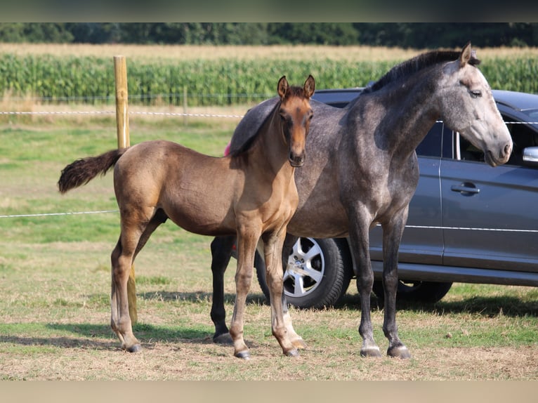 PRE Stallion Foal (05/2025) Bay-Dark in Alveringem