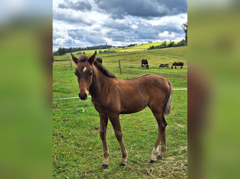 PRE Mix Stallion Foal (06/2025) Bay-Dark in Kierspe